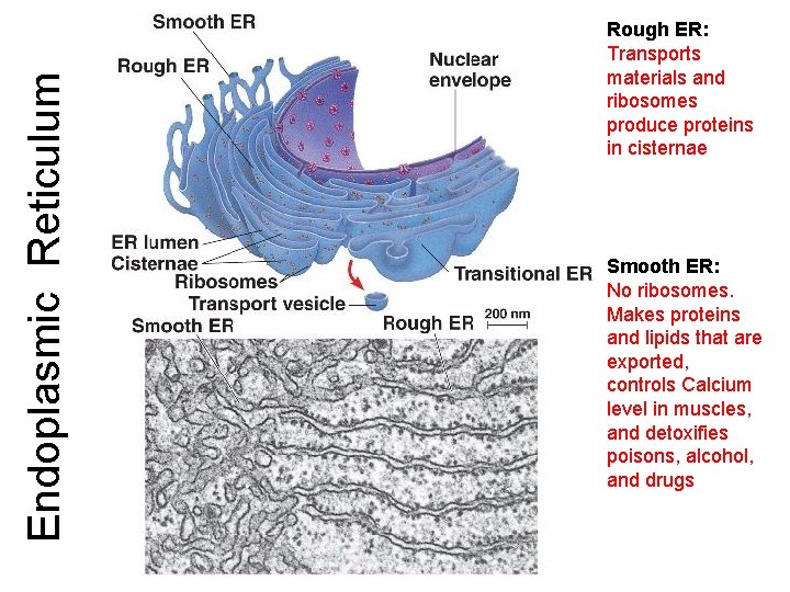 Endoplasmic Reticulum Rough ER: Transports materials and ribosomes produce proteins in cisternae Smooth ER: