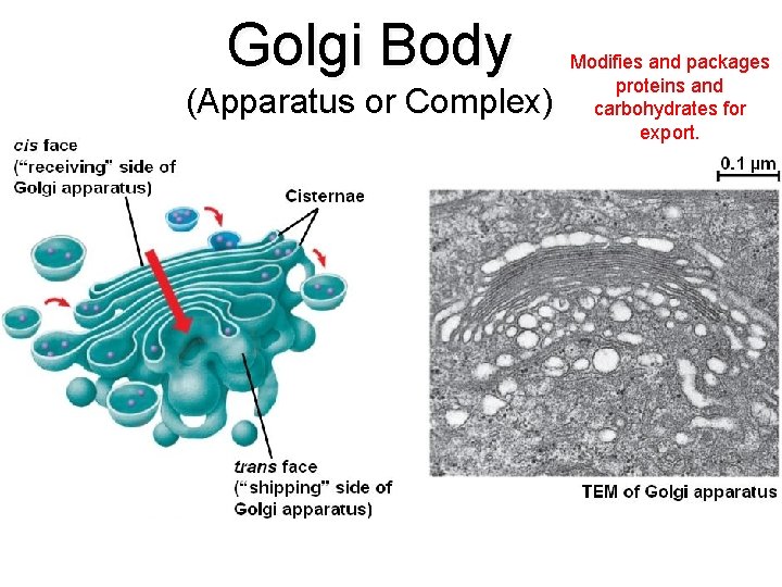 Golgi Body (Apparatus or Complex) Modifies and packages proteins and carbohydrates for export. 