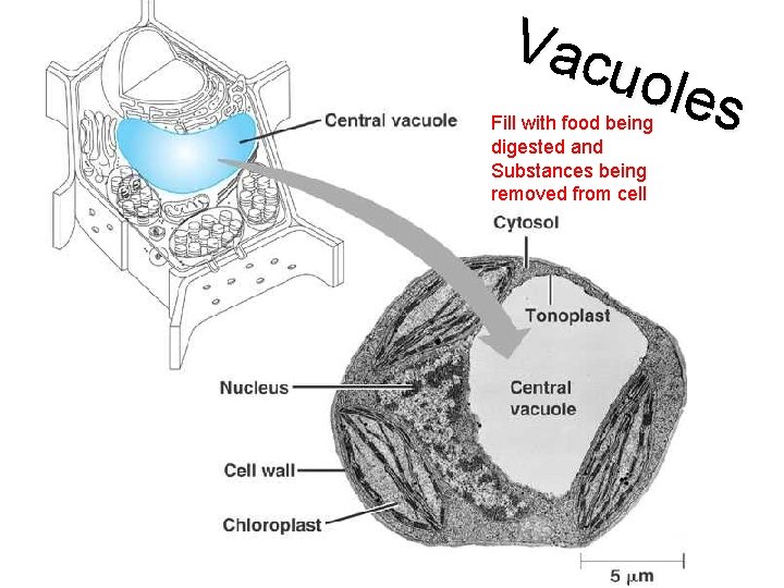 Vac uole s Fill with food being digested and Substances being removed from cell