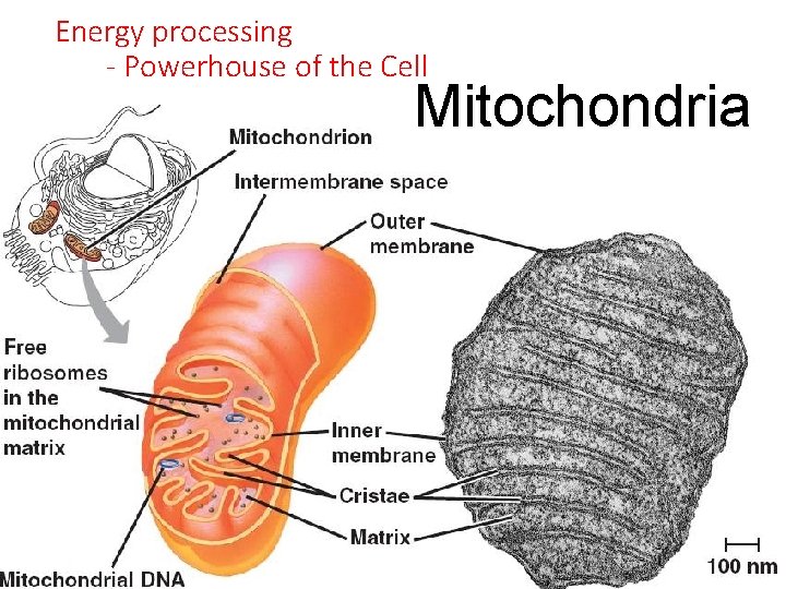 Energy processing - Powerhouse of the Cell Mitochondria 