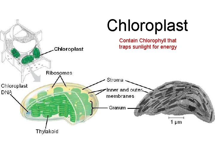 Chloroplast Contain Chlorophyll that traps sunlight for energy 