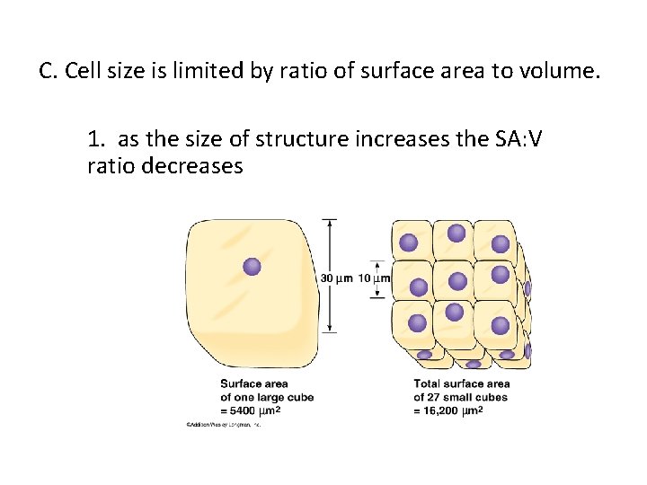 C. Cell size is limited by ratio of surface area to volume. 1. as
