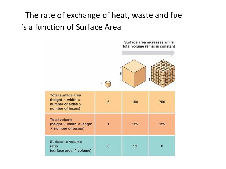 The rate of exchange of heat, waste and fuel is a function of Surface
