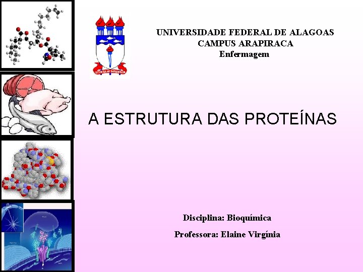 UNIVERSIDADE FEDERAL DE ALAGOAS CAMPUS ARAPIRACA Enfermagem A ESTRUTURA DAS PROTEÍNAS Disciplina: Bioquímica Professora: