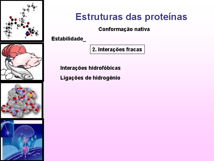 Estruturas das proteínas Conformação nativa Estabilidade_ 2. Interações fracas Interações hidrofóbicas Ligações de hidrogênio