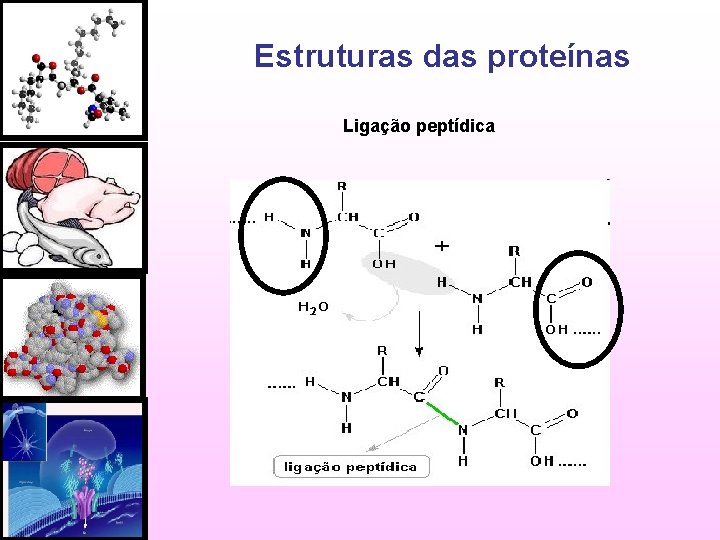 Estruturas das proteínas Ligação peptídica 