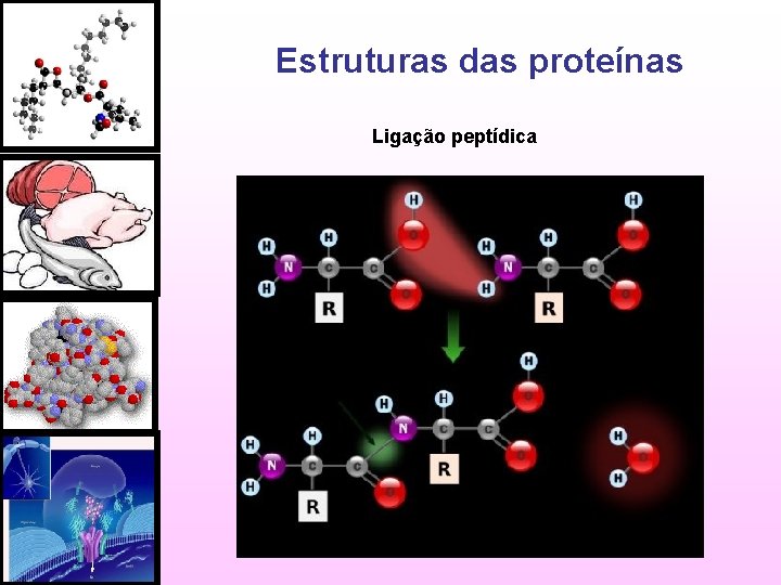 Estruturas das proteínas Ligação peptídica 