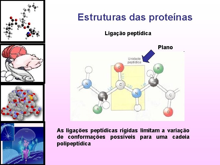 Estruturas das proteínas Ligação peptídica Plano As ligações peptídicas rígidas limitam a variação de
