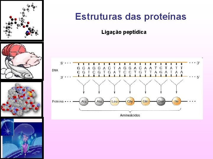 Estruturas das proteínas Ligação peptídica 