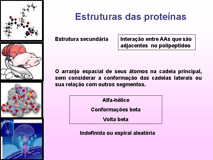 Estruturas das proteínas Estrutura secundária Interação entre AAs que são adjacentes no polipeptídeo O