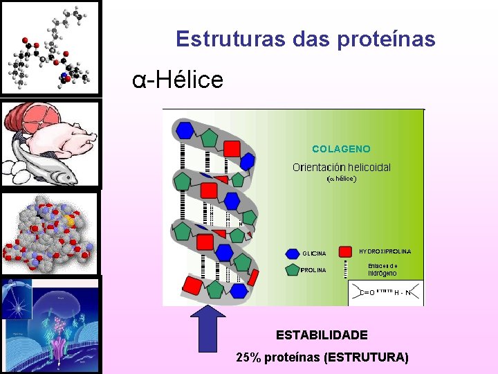 Estruturas das proteínas α-Hélice ESTABILIDADE 25% proteínas (ESTRUTURA) 