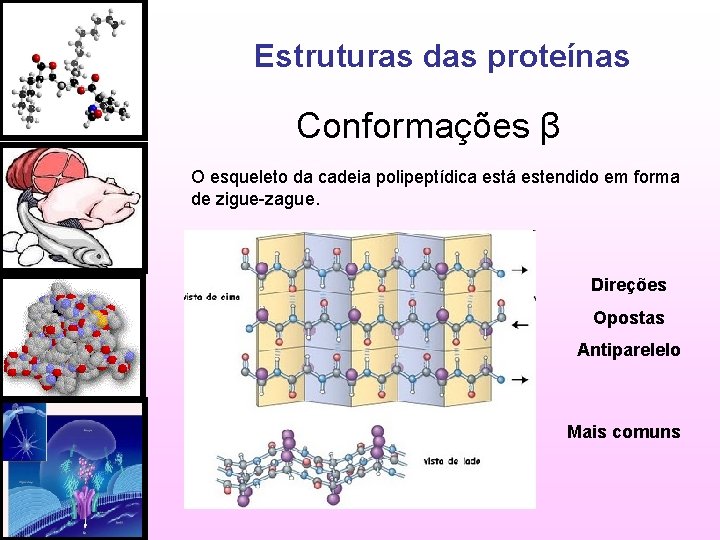 Estruturas das proteínas Conformações β O esqueleto da cadeia polipeptídica está estendido em forma