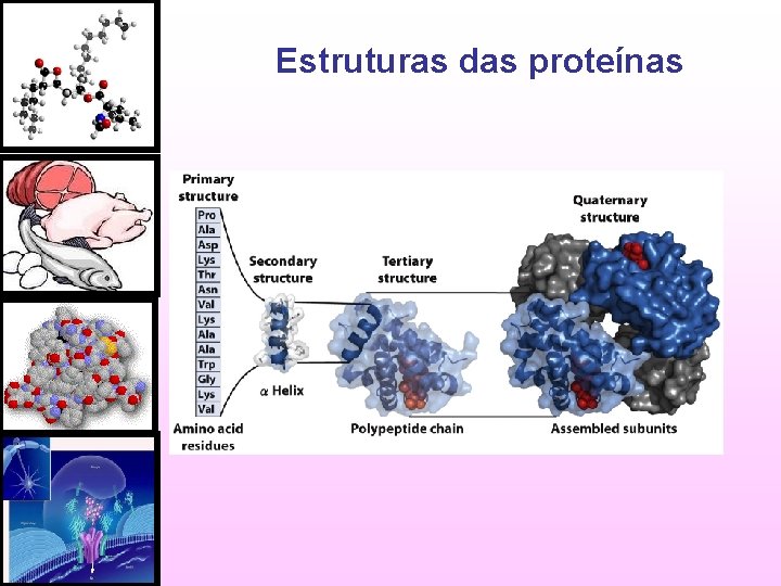 Estruturas das proteínas 
