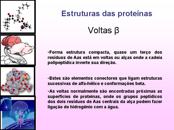 Estruturas das proteínas Voltas β • Forma estrutura compacta, quase um terço dos resíduos