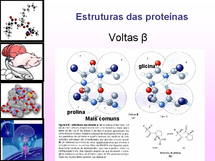 Estruturas das proteínas Voltas β glicina prolina Mais comuns 