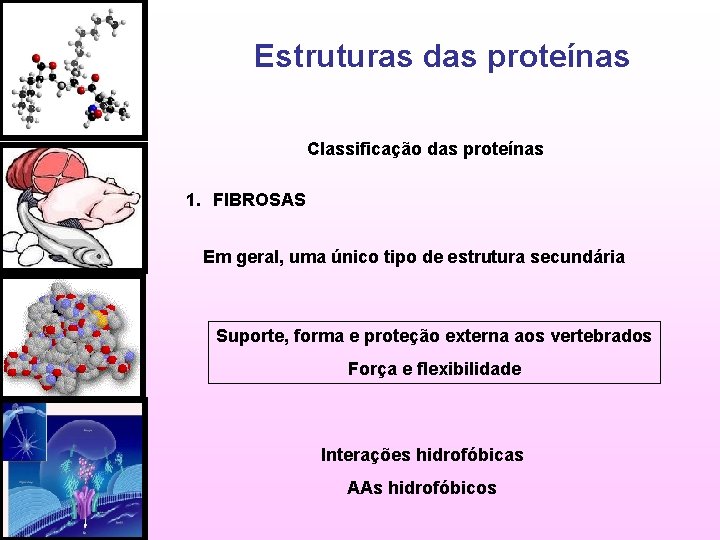 Estruturas das proteínas Classificação das proteínas 1. FIBROSAS Em geral, uma único tipo de