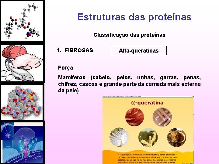 Estruturas das proteínas Classificação das proteínas 1. FIBROSAS Alfa-queratinas Força Mamíferos (cabelo, pelos, unhas,