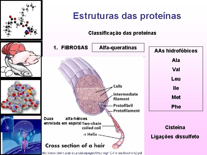Estruturas das proteínas Classificação das proteínas 1. FIBROSAS Alfa-queratinas AAs hidrofóbicos Ala Val Leu