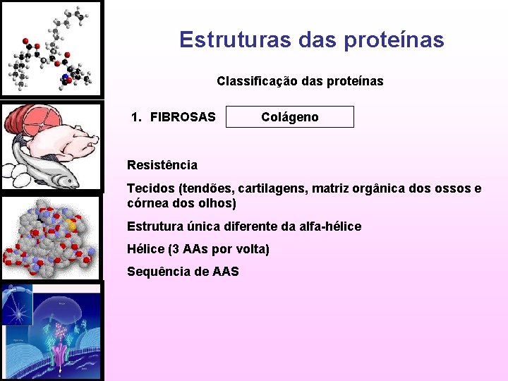 Estruturas das proteínas Classificação das proteínas 1. FIBROSAS Colágeno Resistência Tecidos (tendões, cartilagens, matriz