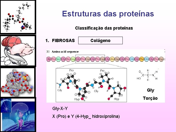Estruturas das proteínas Classificação das proteínas 1. FIBROSAS Colágeno Gly Torção Gly-X-Y X (Pro)