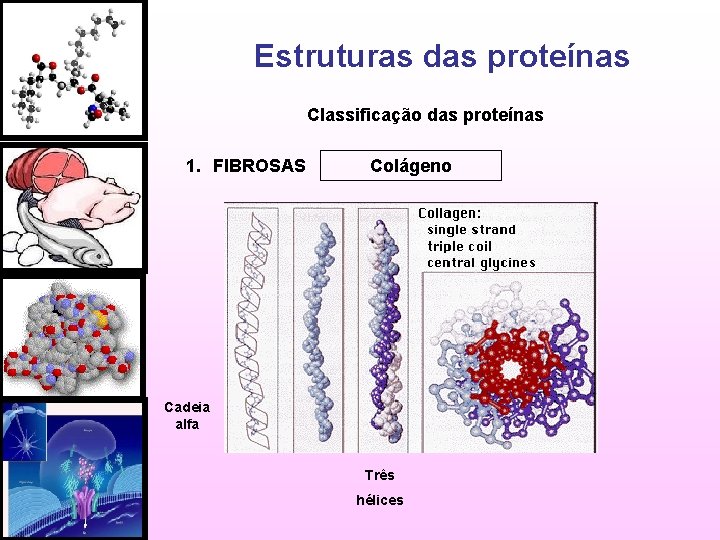 Estruturas das proteínas Classificação das proteínas 1. FIBROSAS Colágeno Cadeia alfa Três hélices 