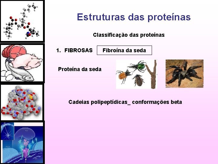 Estruturas das proteínas Classificação das proteínas 1. FIBROSAS Fibroína da seda Proteína da seda