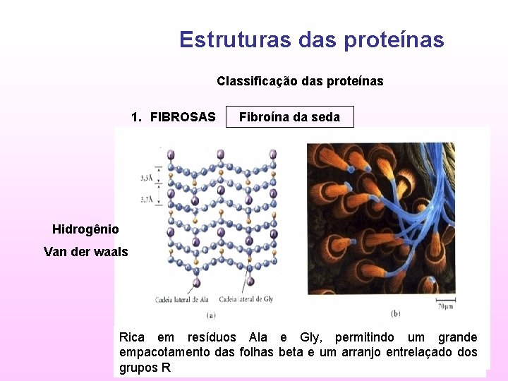 Estruturas das proteínas Classificação das proteínas 1. FIBROSAS Fibroína da seda Hidrogênio Van der