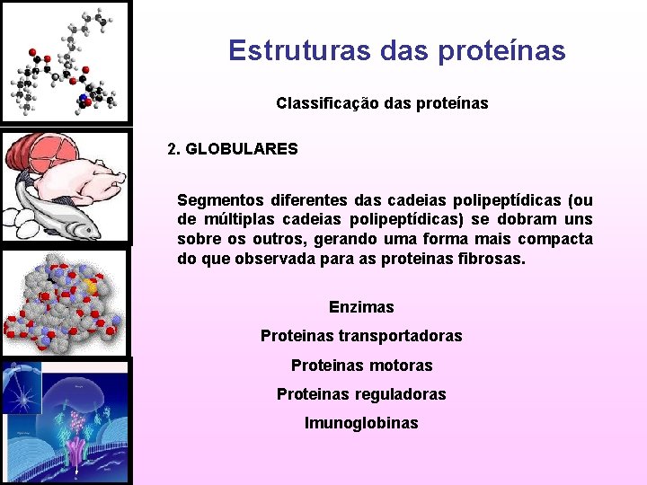 Estruturas das proteínas Classificação das proteínas 2. GLOBULARES Segmentos diferentes das cadeias polipeptídicas (ou