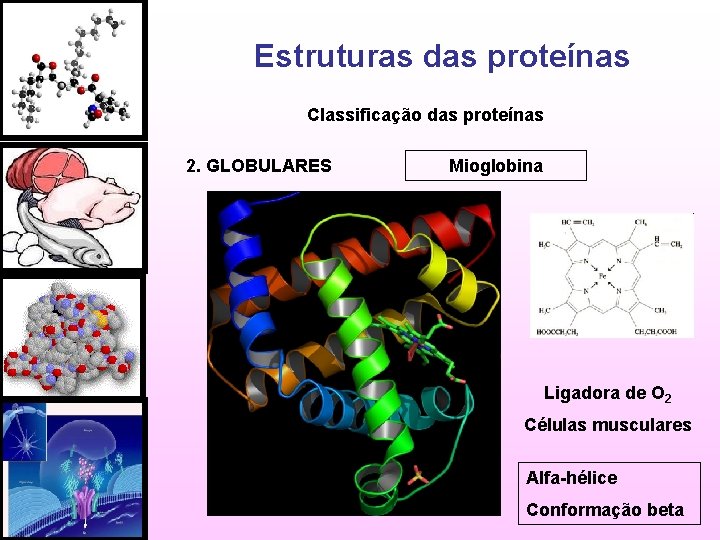 Estruturas das proteínas Classificação das proteínas 2. GLOBULARES Mioglobina Ligadora de O 2 Células