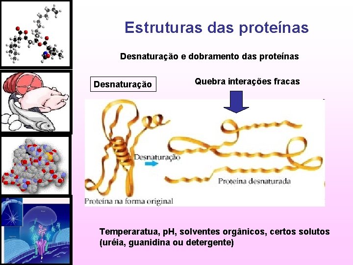 Estruturas das proteínas Desnaturação e dobramento das proteínas Desnaturação Quebra interações fracas Temperaratua, p.