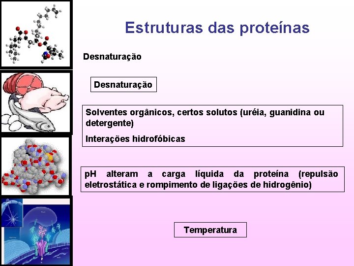Estruturas das proteínas Desnaturação Solventes orgânicos, certos solutos (uréia, guanidina ou detergente) Interações hidrofóbicas
