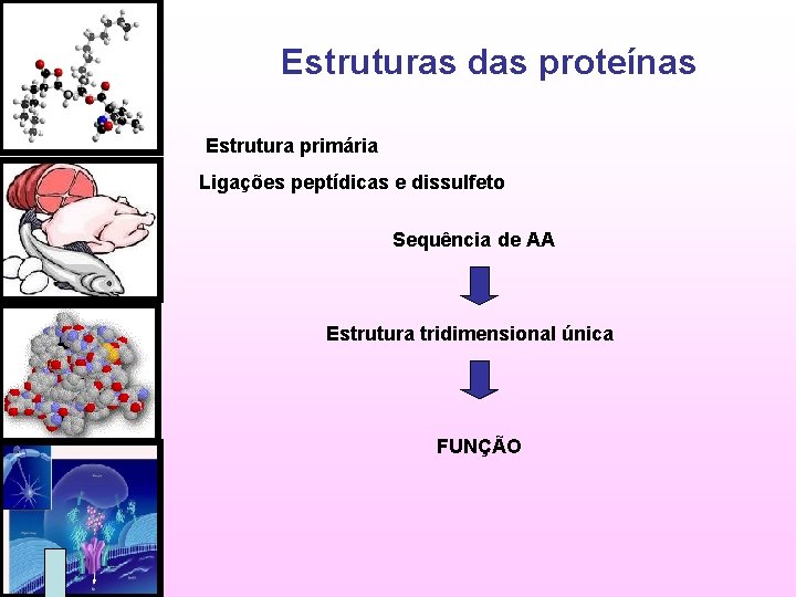 Estruturas das proteínas Estrutura primária Ligações peptídicas e dissulfeto Sequência de AA Estrutura tridimensional