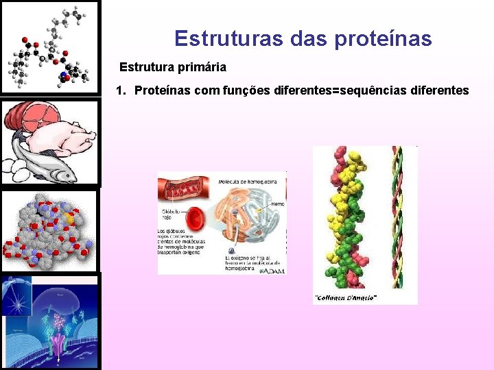 Estruturas das proteínas Estrutura primária 1. Proteínas com funções diferentes=sequências diferentes 