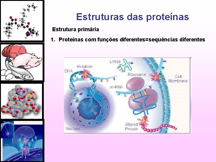 Estruturas das proteínas Estrutura primária 1. Proteínas com funções diferentes=sequências diferentes 