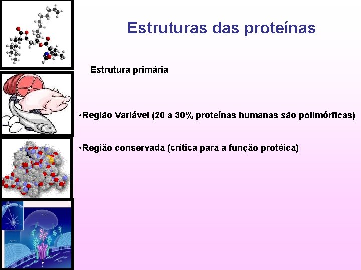 Estruturas das proteínas Estrutura primária • Região Variável (20 a 30% proteínas humanas são