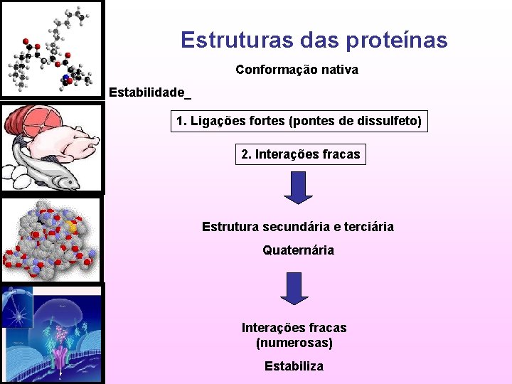 Estruturas das proteínas Conformação nativa Estabilidade_ 1. Ligações fortes (pontes de dissulfeto) 2. Interações