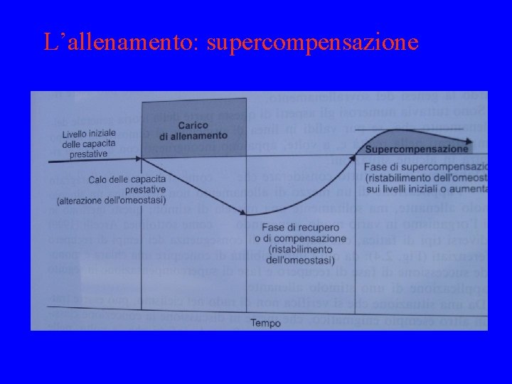 L’allenamento: supercompensazione 