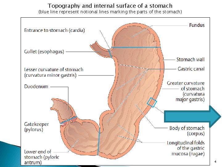 Topography and internal surface of a stomach (blue line represent notional lines marking the