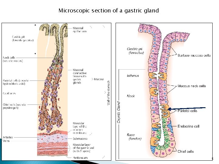 Microscopic section of a gastric gland 5 