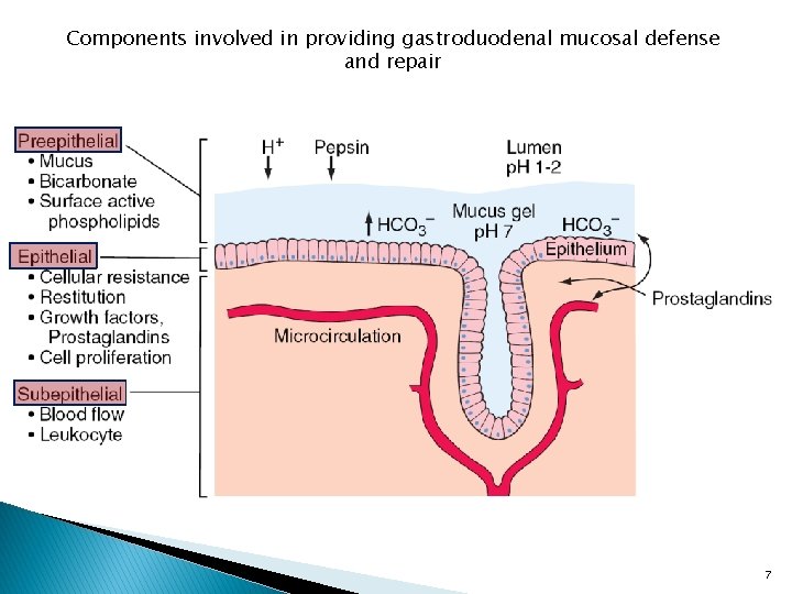 Components involved in providing gastroduodenal mucosal defense and repair 7 