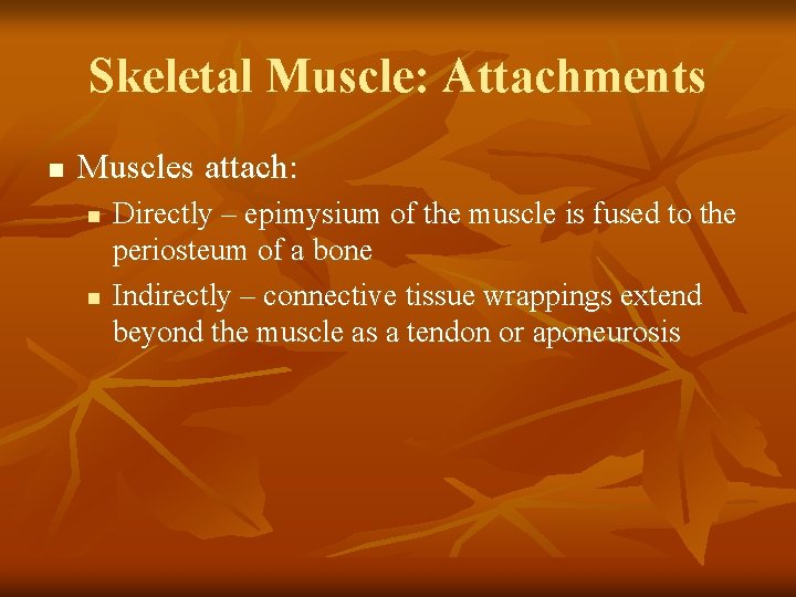 Skeletal Muscle: Attachments n Muscles attach: n n Directly – epimysium of the muscle