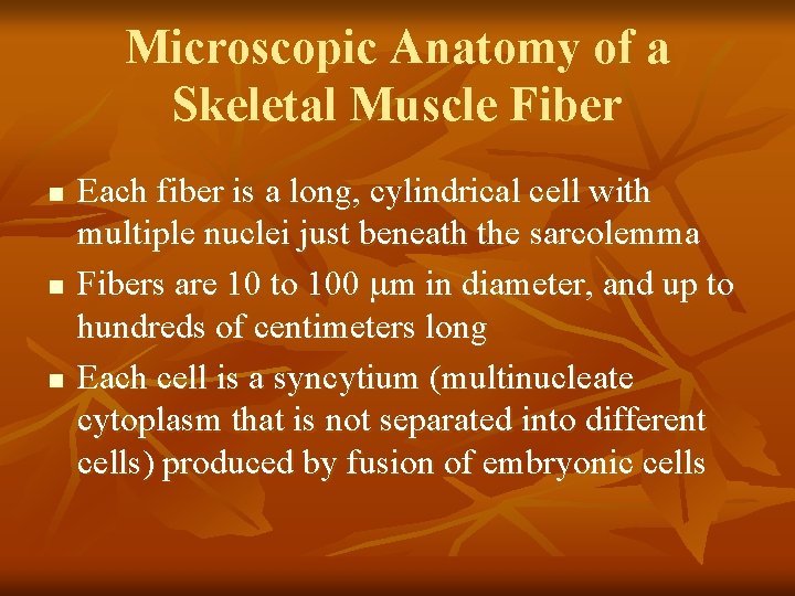 Microscopic Anatomy of a Skeletal Muscle Fiber n n n Each fiber is a