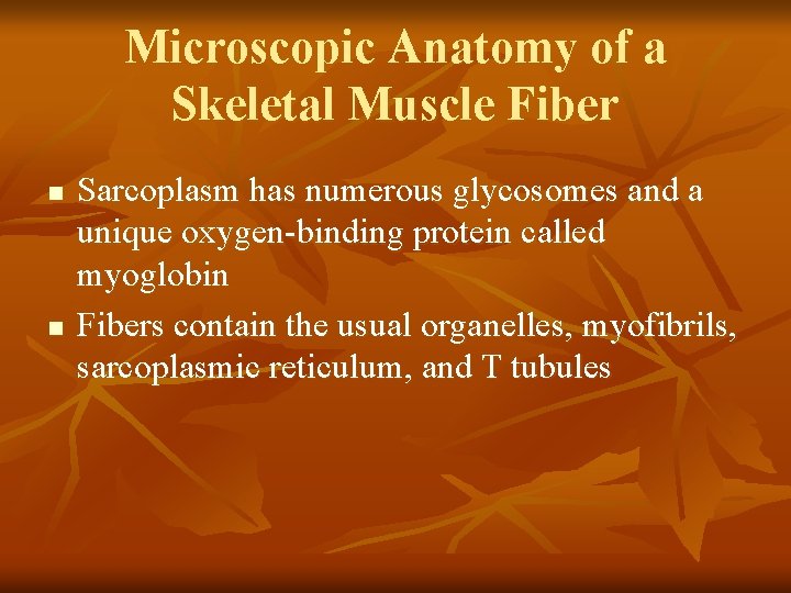 Microscopic Anatomy of a Skeletal Muscle Fiber n n Sarcoplasm has numerous glycosomes and