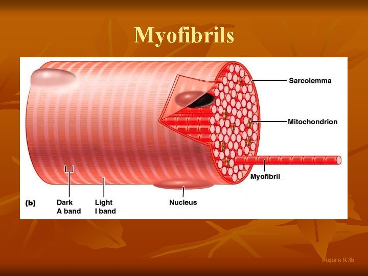 Myofibrils Figure 9. 3 b 