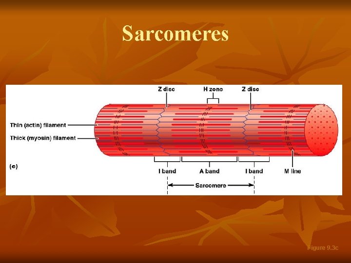 Sarcomeres Figure 9. 3 c 