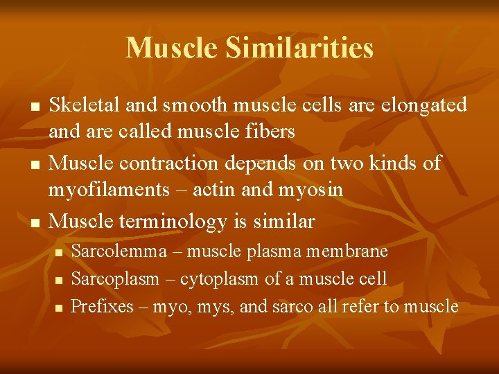 Muscle Similarities n n n Skeletal and smooth muscle cells are elongated and are