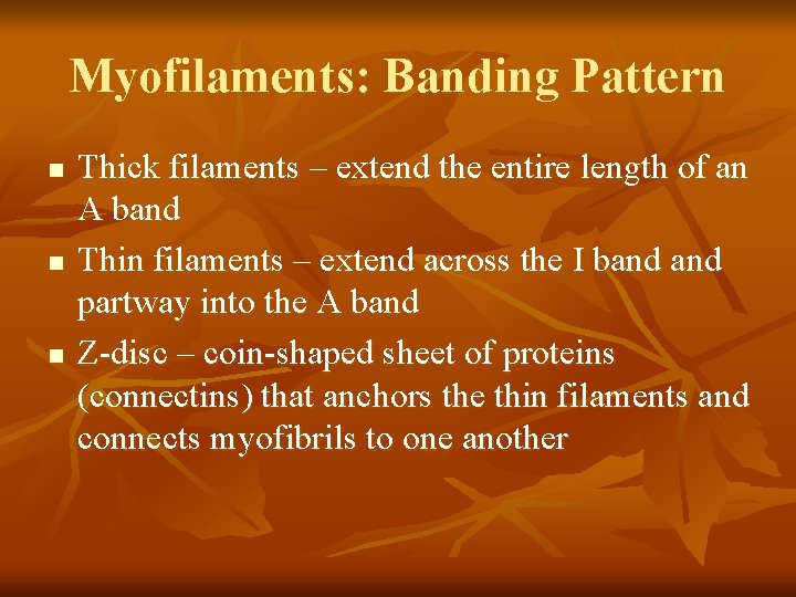 Myofilaments: Banding Pattern n Thick filaments – extend the entire length of an A