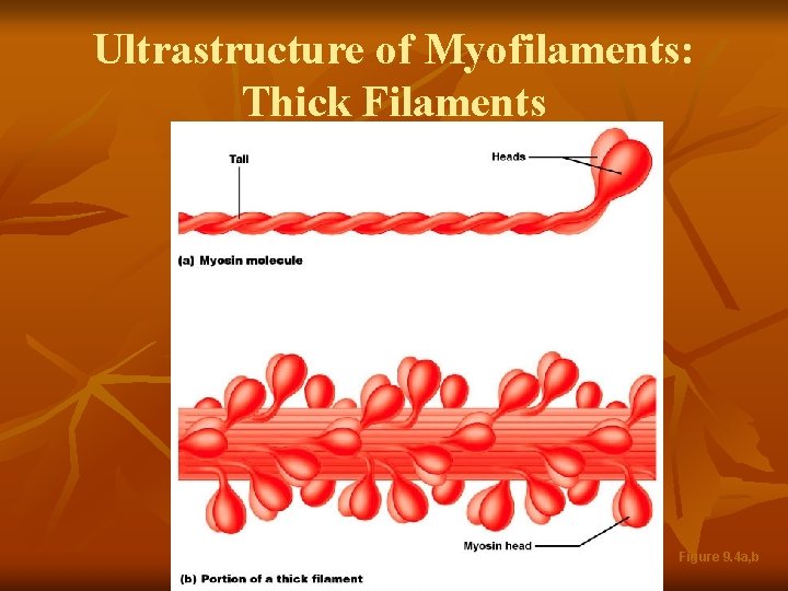 Ultrastructure of Myofilaments: Thick Filaments Figure 9. 4 a, b 