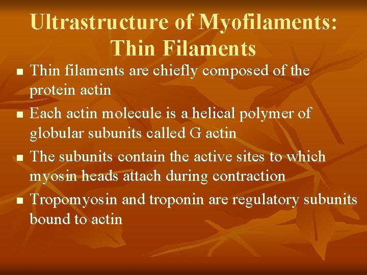 Ultrastructure of Myofilaments: Thin Filaments n n Thin filaments are chiefly composed of the