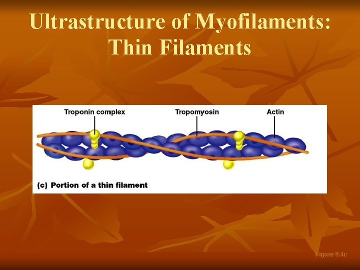 Ultrastructure of Myofilaments: Thin Filaments Figure 9. 4 c 